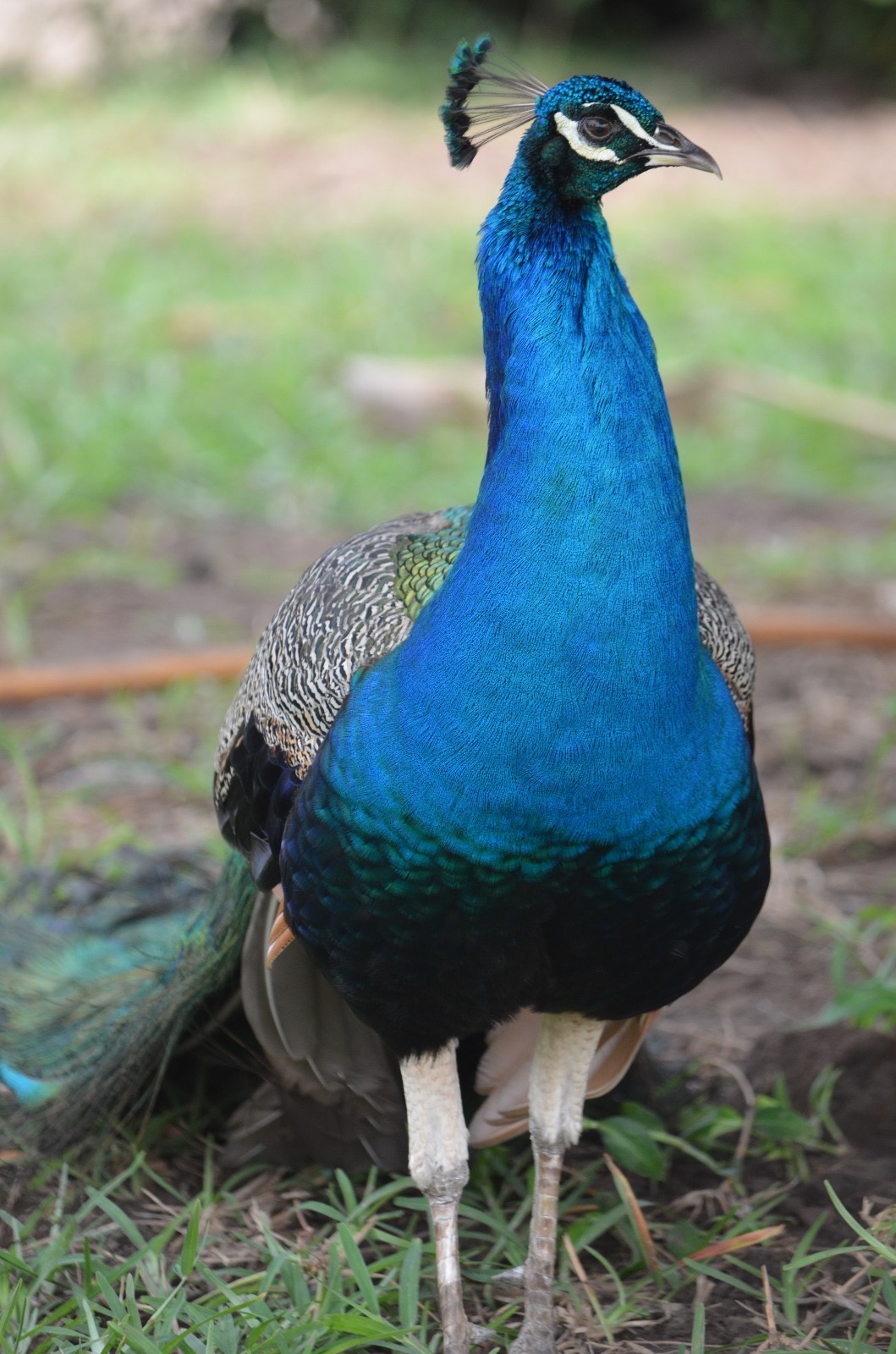 Peacock photographed while traveling