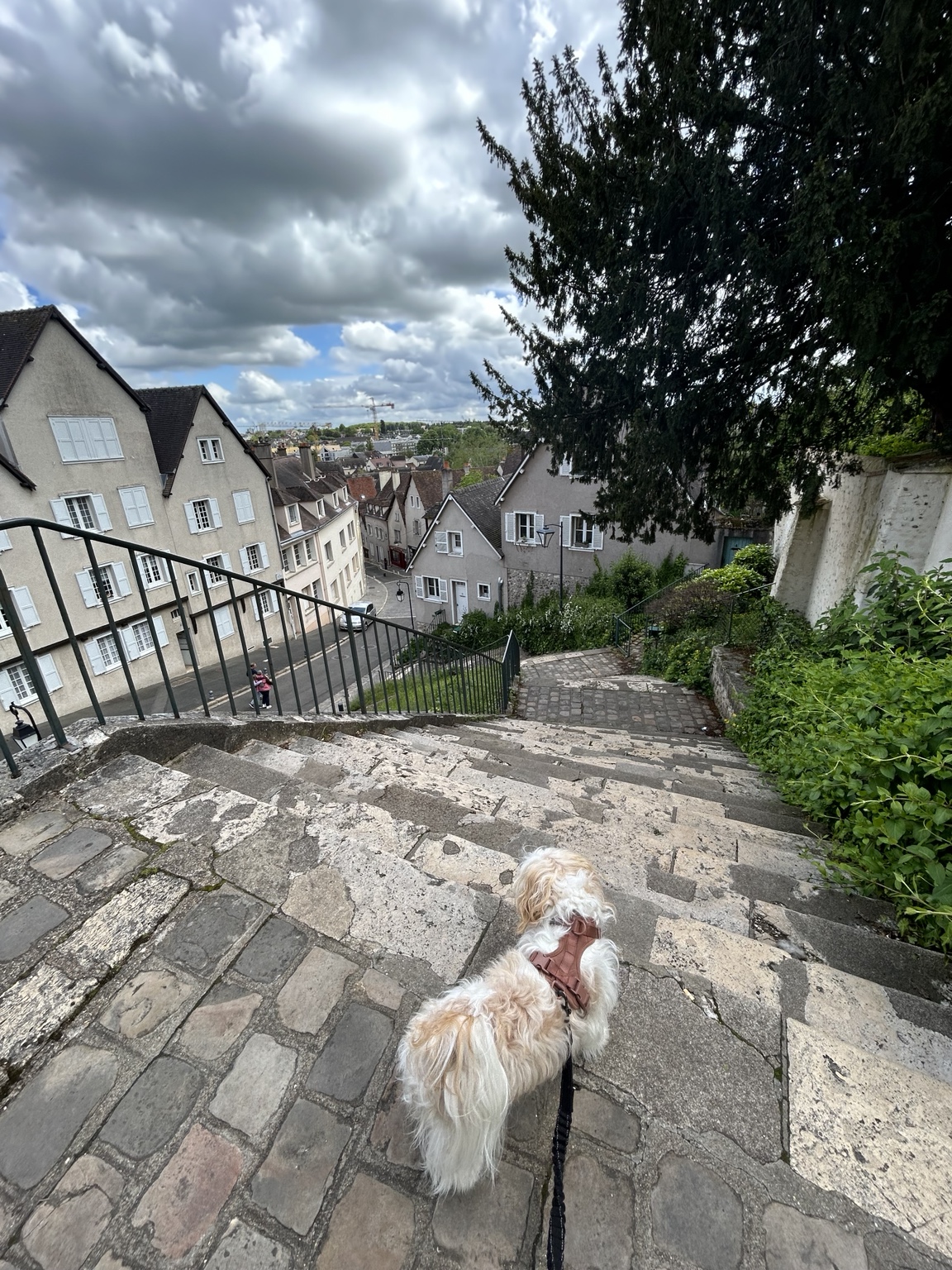 Stone steps overlooking rooftops with a small dog in the foreground