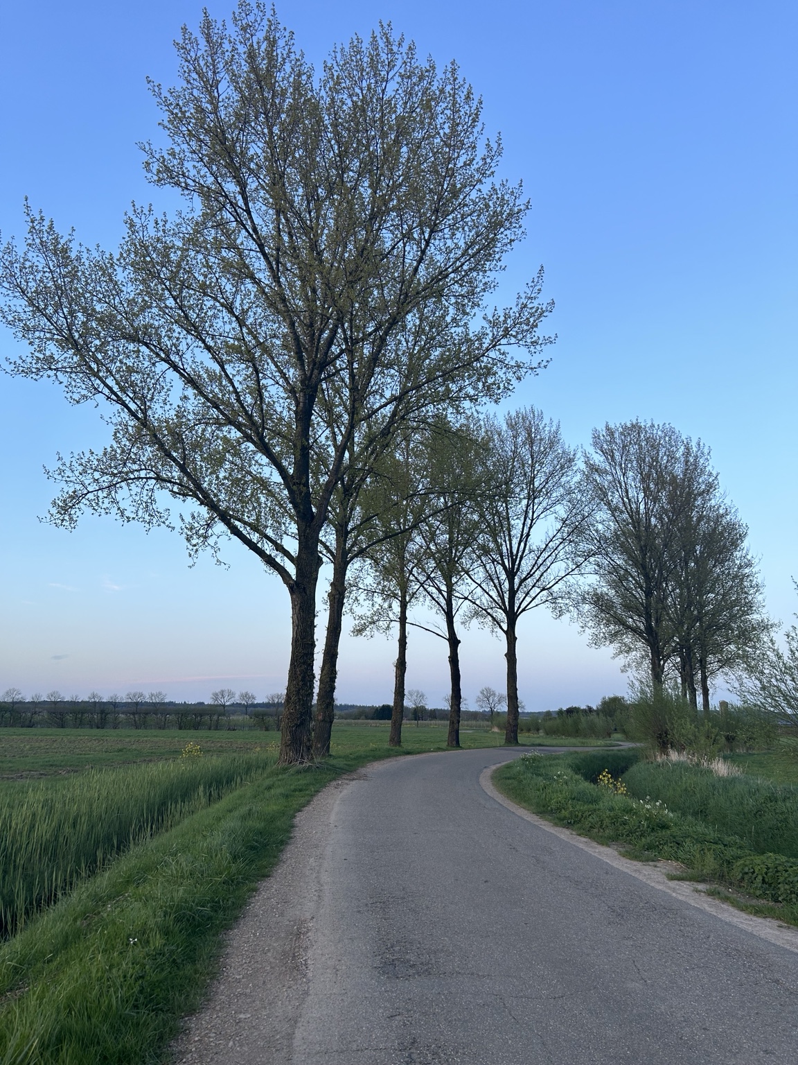 Country road lined with tall trees at dusk
